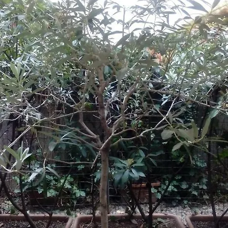 公寓 Central With Garden *
